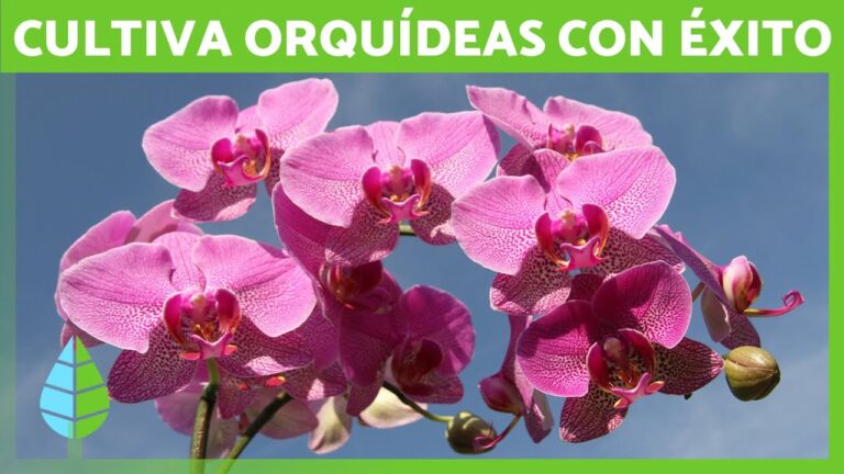 Cuidados Esenciales para Cortinas de Cristal